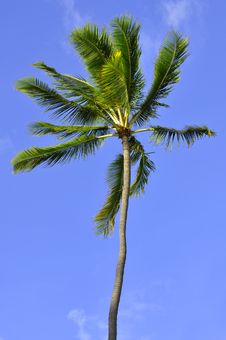 Coconut Palm Royalty Free Stock Photo