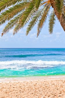 Palm Tree Hanging Over Beach. Royalty Free Stock Photo Palm Tree Hanging Over Beach. Royalty Free Stock Photo