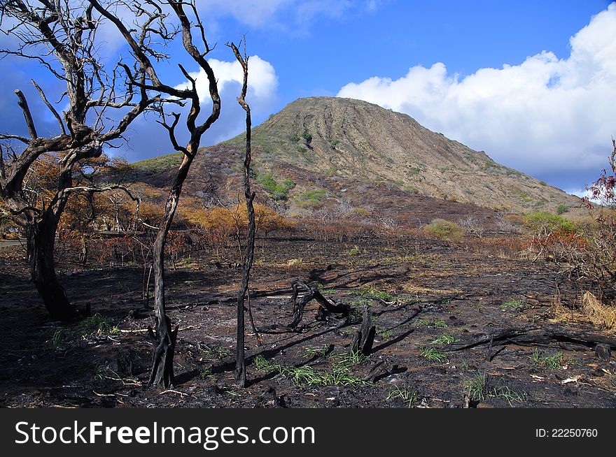 Koko Crater, Oahu, Hawaii with burned landscape