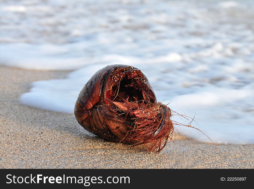 Coconut husk washed up on tropical beach