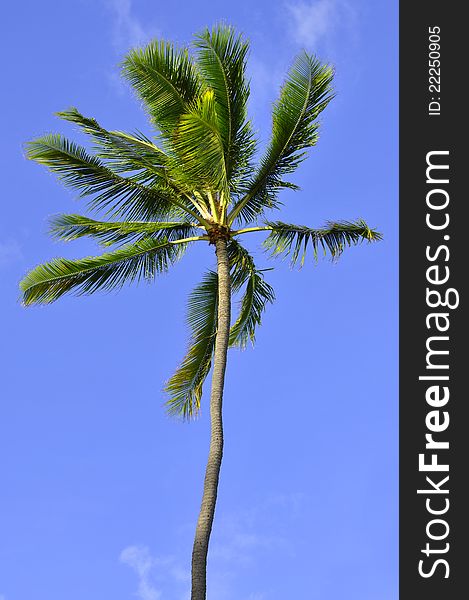 Castrated coconut palm with blue sky background