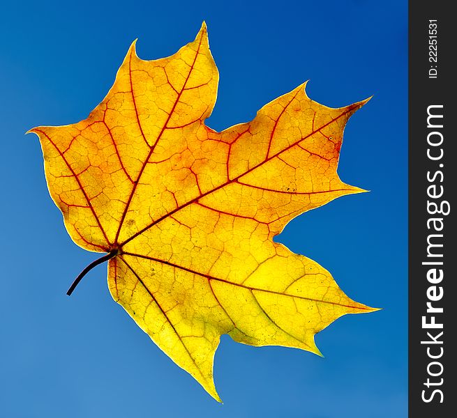 Maple Leaf Isolated On Blue Sky