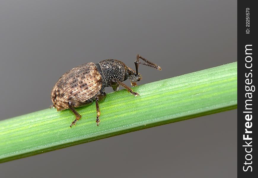 Weevil  on the grass stem.