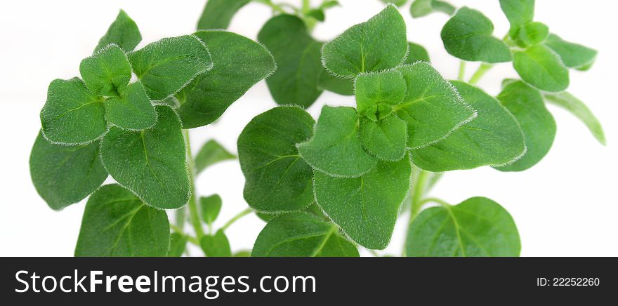 Fresh Green Basil Leaves isolated white