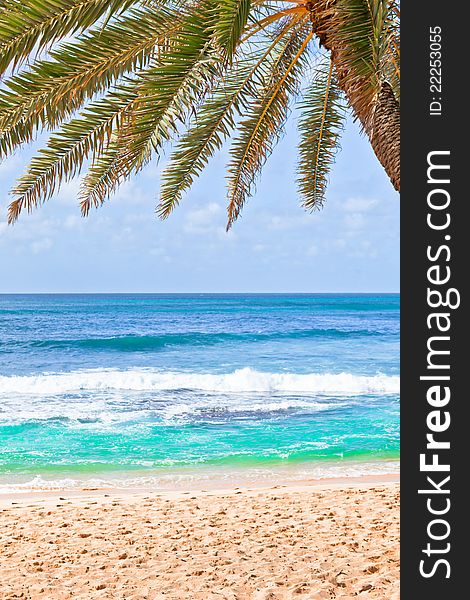 Palm tree hanging over beach.