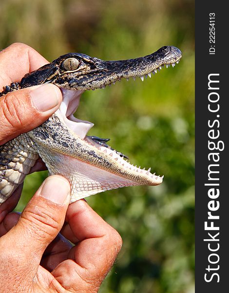 A view of a 2 year old American Alligator from the bayou near New Orleans, showcasing the palatal valve in the back of the throat, which allows the alligator to keep water from entering its throat and lungs while feeding on prey. A view of a 2 year old American Alligator from the bayou near New Orleans, showcasing the palatal valve in the back of the throat, which allows the alligator to keep water from entering its throat and lungs while feeding on prey.