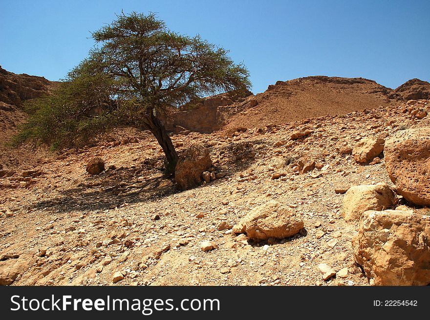 Tree in Judaean Desert, Israel