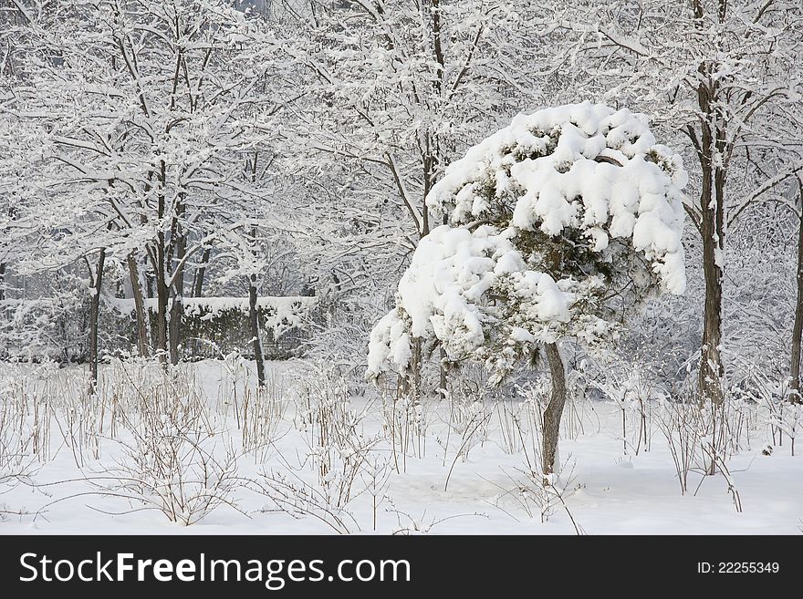 The trees covered with snow in winter. The trees covered with snow in winter