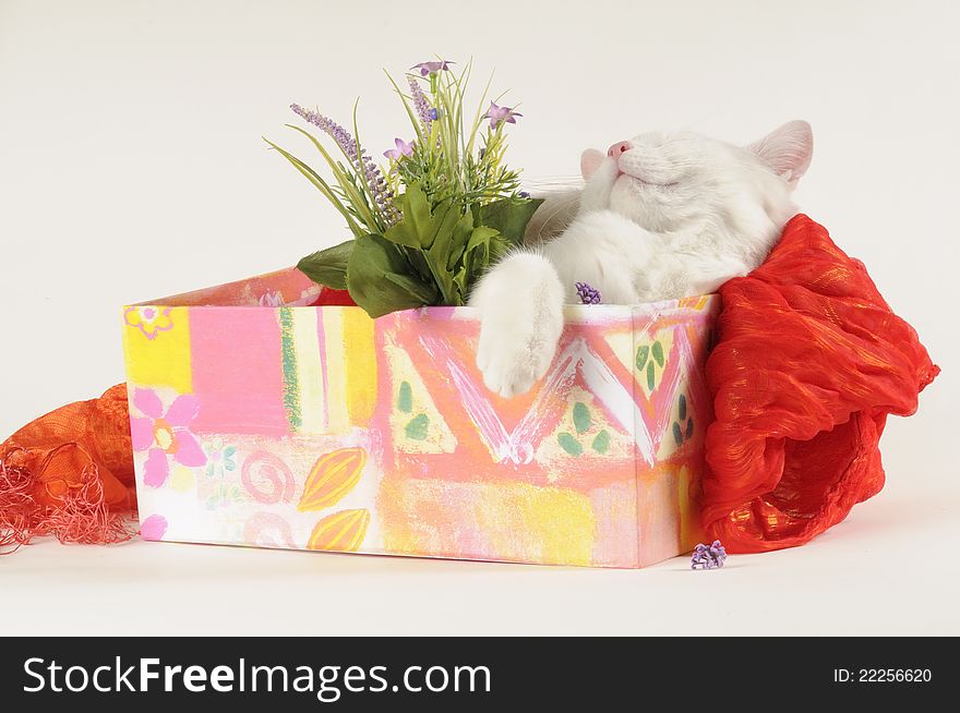 White cat sleeping in gift box. White cat sleeping in gift box