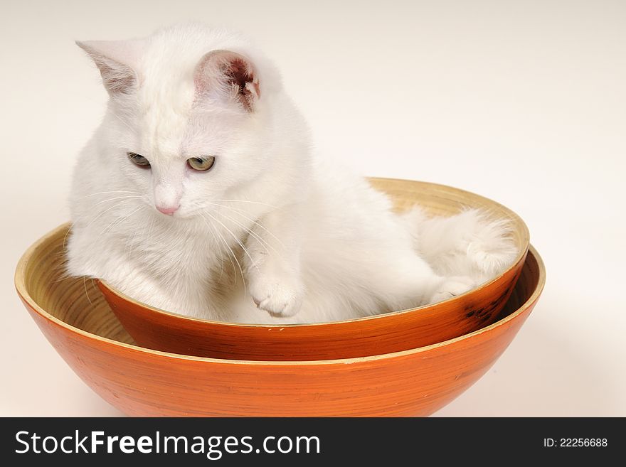 Beautiful little white kitty cat having fun. Beautiful little white kitty cat having fun