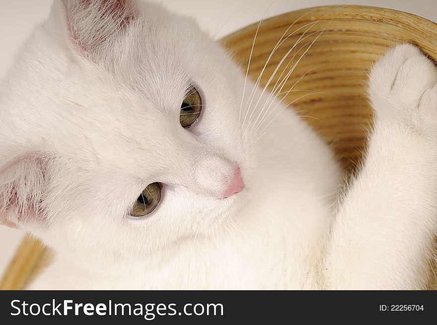 Beautiful little white pet relaxing in bowl. Beautiful little white pet relaxing in bowl