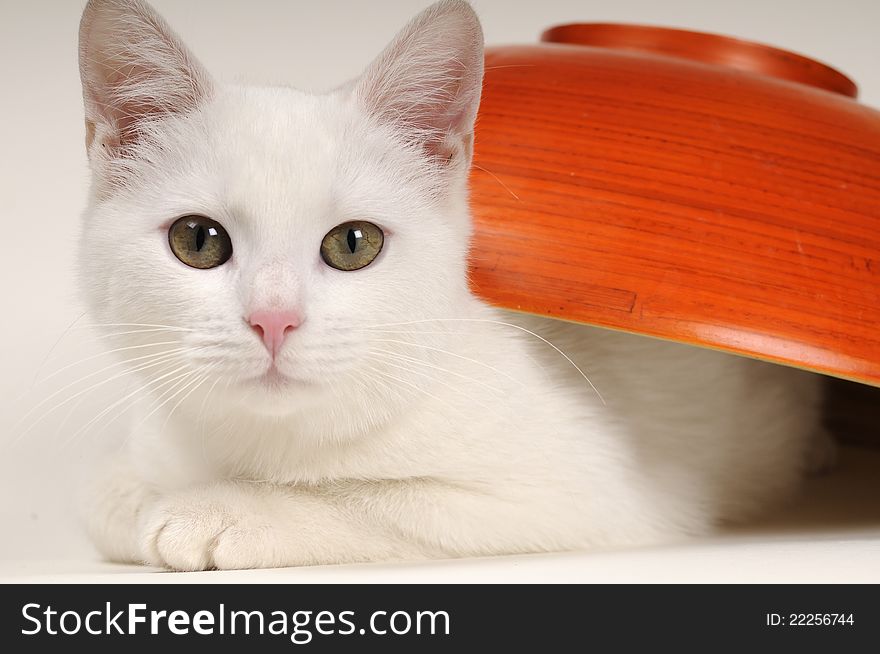 Beautiful little white cat posing in studio. Beautiful little white cat posing in studio