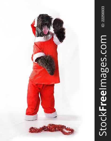 Santa-dog Terrier on white background. Santa-dog Terrier on white background