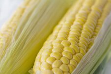Fresh Corn Cobs Royalty Free Stock Photography