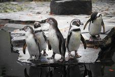Humboldt Penguin Stock Images Humboldt Penguin Stock Images