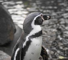Humboldt Penguin Stock Photos Humboldt Penguin Stock Photos