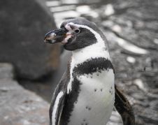 Humboldt Penguin Stock Image Humboldt Penguin Stock Image