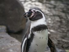 Humboldt Penguin Royalty Free Stock Images Humboldt Penguin Royalty Free Stock Images