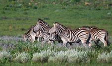 Herd Of Zebra Royalty Free Stock Photo Herd Of Zebra Royalty Free Stock Photo