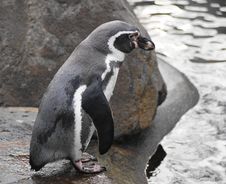 Humboldt Penguin Royalty Free Stock Image Humboldt Penguin Royalty Free Stock Image