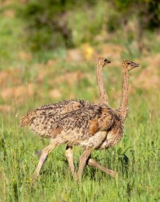 Two Ostrich Chicks Stock Images Two Ostrich Chicks Stock Images
