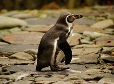 Humboldt Penguin Royalty Free Stock Photo