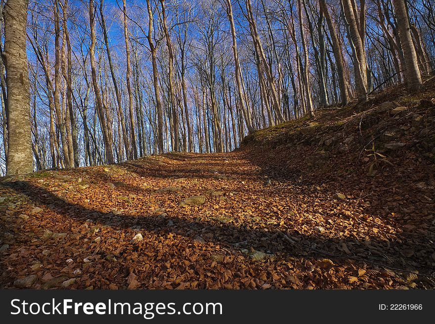 Beech forest path in autumn. Beech forest path in autumn