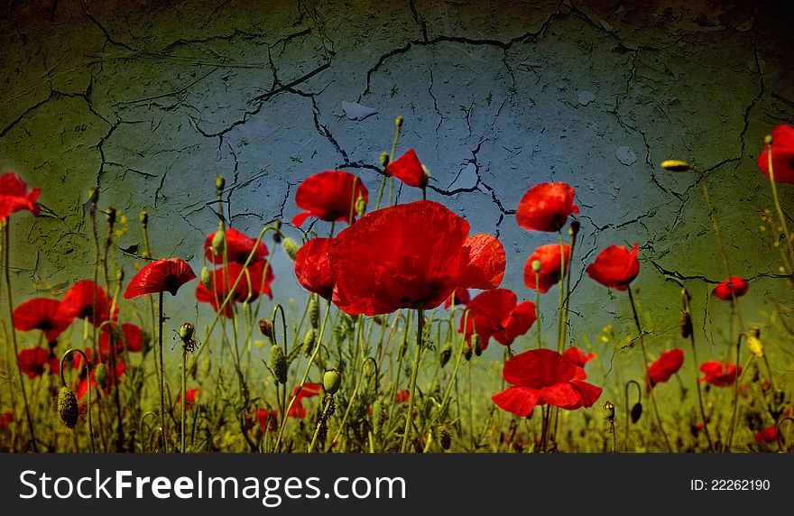 Photo of a poppies pasted on a grunge background. Photo of a poppies pasted on a grunge background