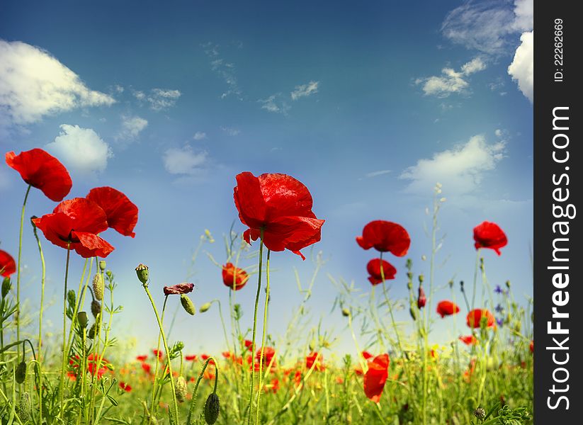 Red poppies on green field. Red poppies on green field