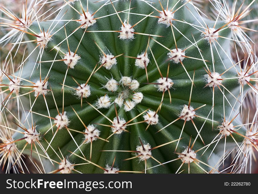 Closeup photograph of cactus, frame filled with thorns