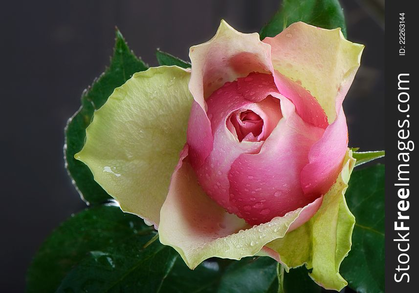 Pink beauty rose on gray
