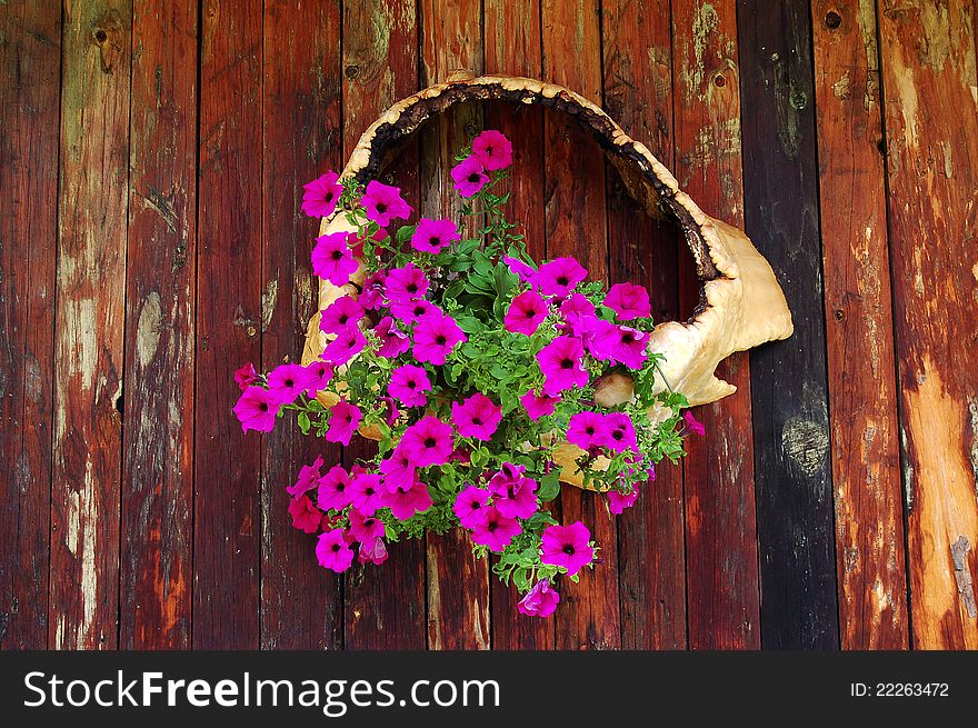 Fuchsia flowers hanging on wooden wall