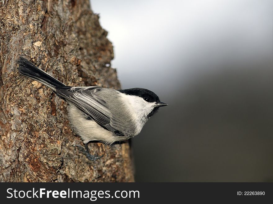 Willow tit on tree trunk