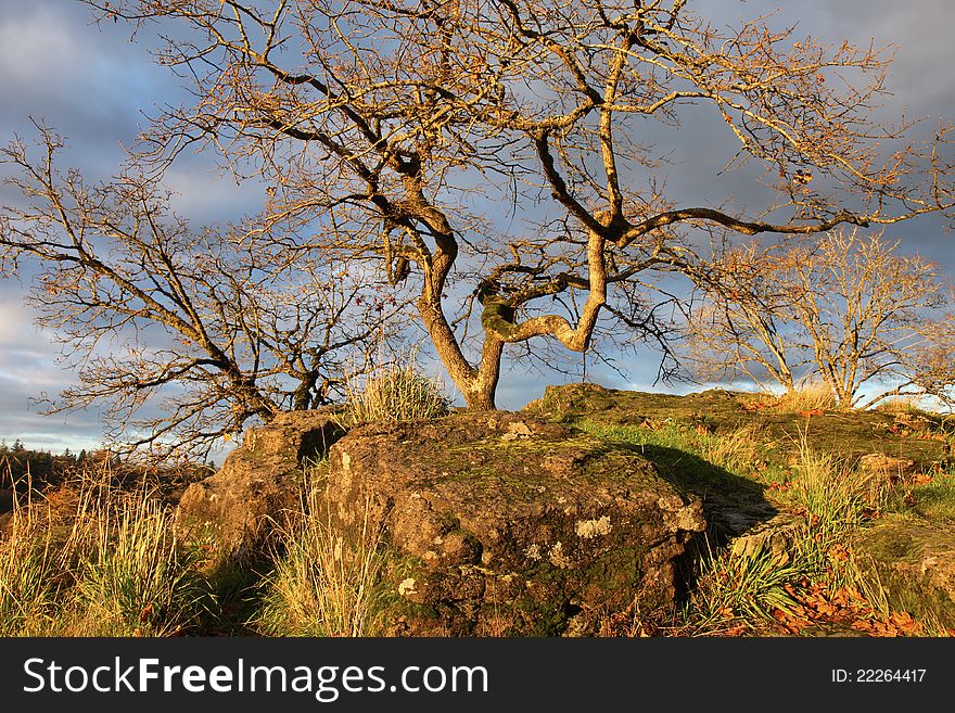 Mossy rocks and old trees, Oregon city OR.