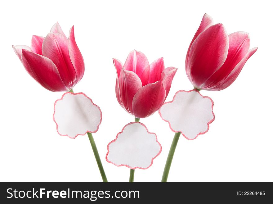 Three tulips with labels on a white background