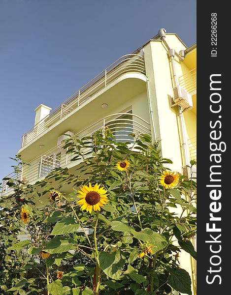 Sunflower in front of the villa.