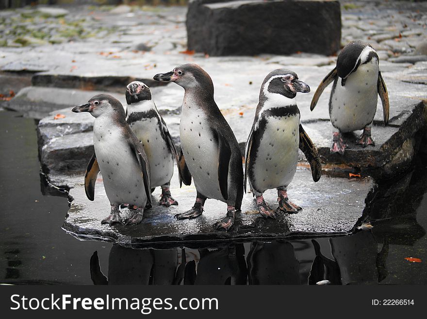 Humboldt penguin