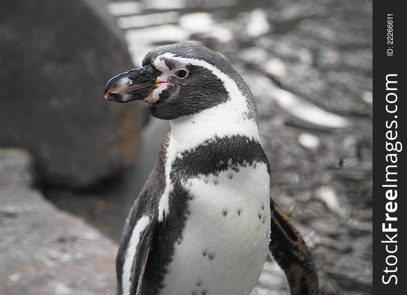 Humboldt Penguin (Spheniscus humboldt) is a flightless bird of the family of penguin (Spheniscidae), named after the naturalist Alexander von Humboldt. It occurs in the territory of Peru and Chile, along the western coast of South America, where it inhabits cold, but the fish-rich Humboldt Current