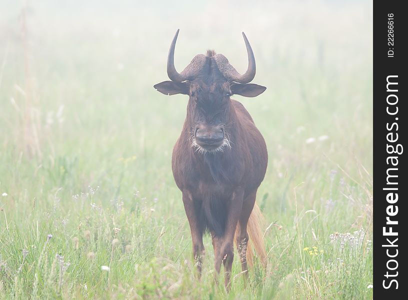 Black Wildebeest looking directly at the camera on a misty morning. Black Wildebeest looking directly at the camera on a misty morning