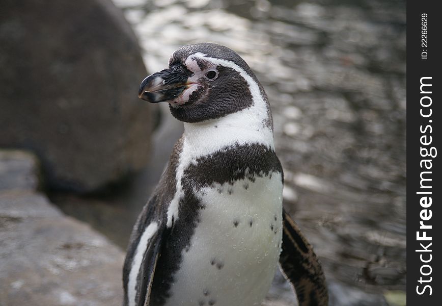 Humboldt Penguin (Spheniscus humboldt) is a flightless bird of the family of penguin (Spheniscidae), named after the naturalist Alexander von Humboldt. It occurs in the territory of Peru and Chile, along the western coast of South America, where it inhabits cold, but the fish-rich Humboldt Current