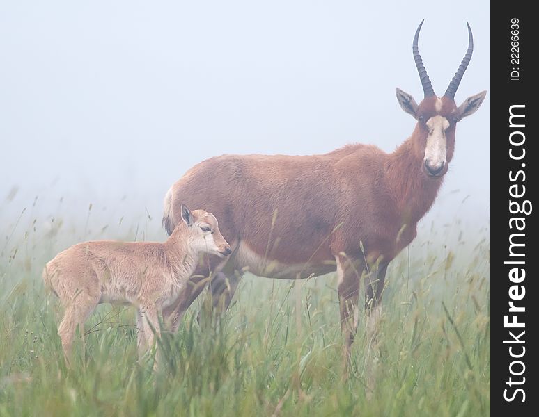 Blesbok and young in mist