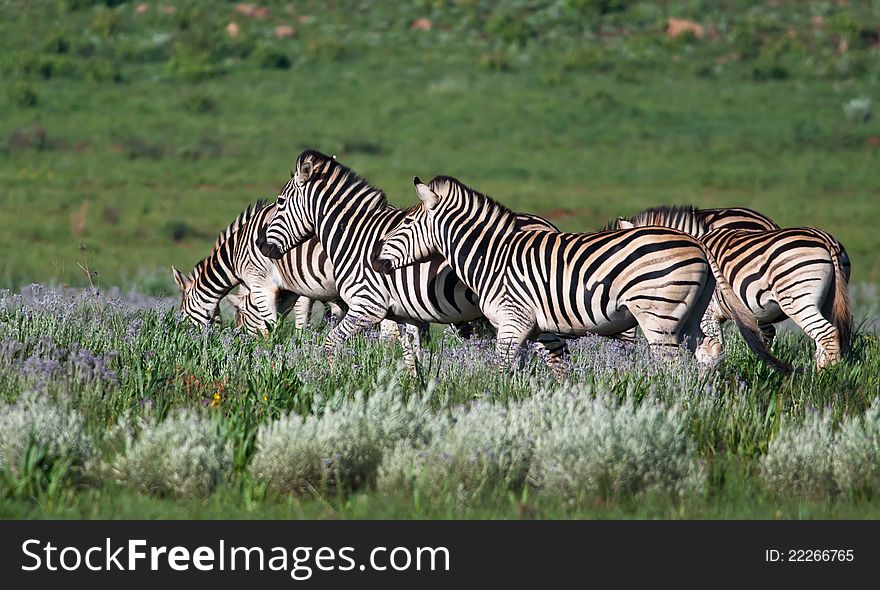 Herd of Zebra in a grassland with some purple flowers