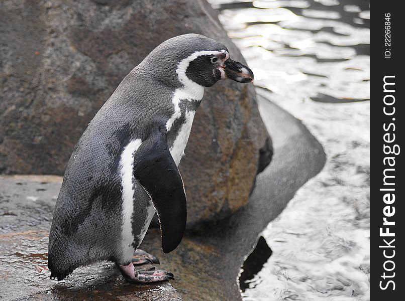 Humboldt Penguin (Spheniscus humboldt) is a flightless bird of the family of penguin (Spheniscidae), named after the naturalist Alexander von Humboldt. It occurs in the territory of Peru and Chile, along the western coast of South America, where it inhabits cold, but the fish-rich Humboldt Current