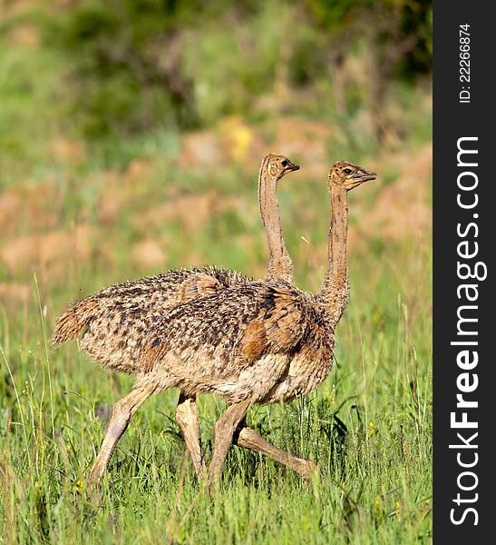 Two young Ostrich chicks walking together over green grass. Two young Ostrich chicks walking together over green grass