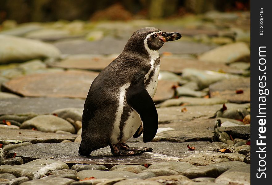 Humboldt Penguin (Spheniscus humboldt) is a flightless bird of the family of penguin (Spheniscidae), named after the naturalist Alexander von Humboldt. It occurs in the territory of Peru and Chile, along the western coast of South America, where it inhabits cold, but the fish-rich Humboldt Current