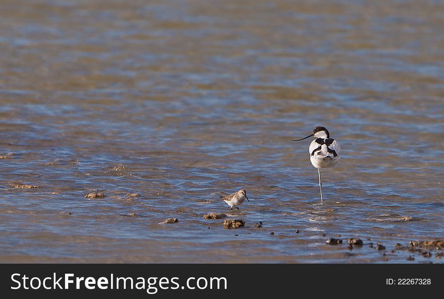 An Avocet ( Recurvirostra avosetta) stands imperturbable on one leg while a diligent Dunlin (Calidris alpina) hastens around in search of food. An Avocet ( Recurvirostra avosetta) stands imperturbable on one leg while a diligent Dunlin (Calidris alpina) hastens around in search of food.