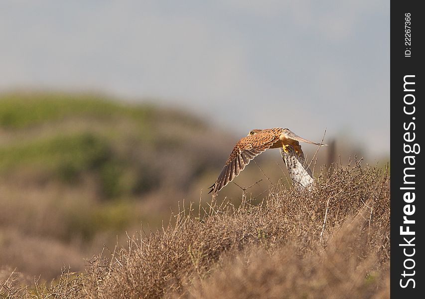 A Kestrel in low flight