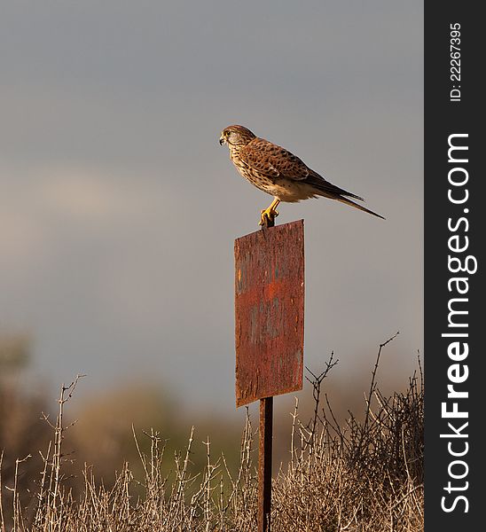 A female Kestrel uses an old post to rest and control it´s territory always alert and in search of a suitable prey. A female Kestrel uses an old post to rest and control it´s territory always alert and in search of a suitable prey.