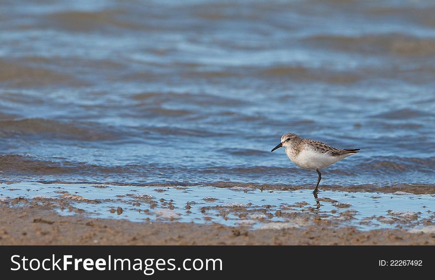 A Lonely Sanderling At A Spanish Beach