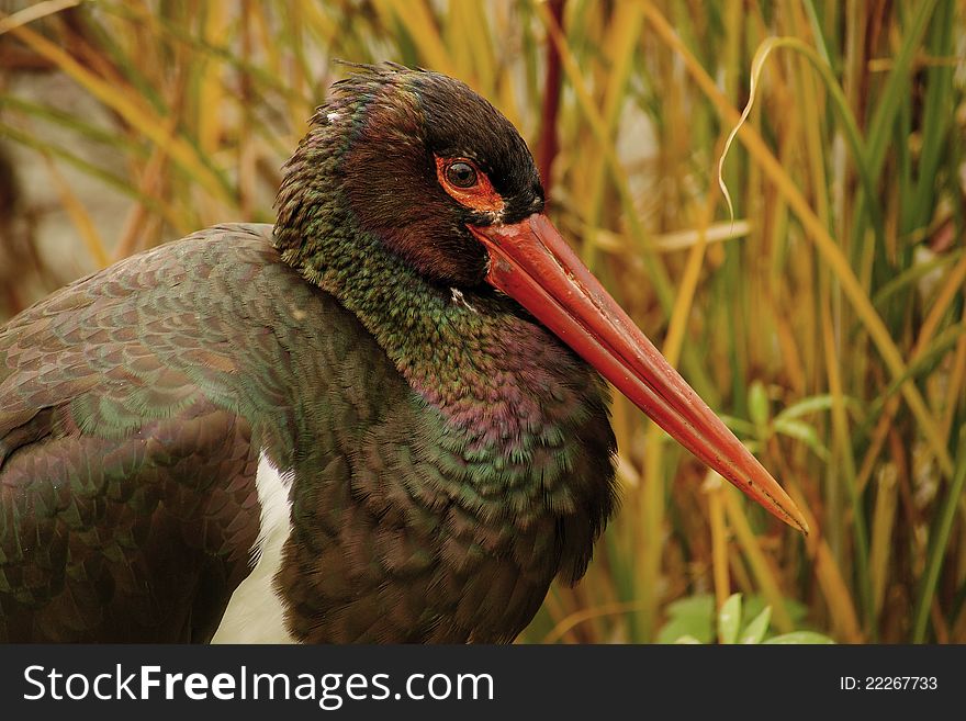 Black Stork (Ciconia nigra) is a representative family of storks (Ciconiidae). It is a large, mostly black bird with a bronze luster, long red beak and white belly. Between males and females almost no difference, the young are brown with gray-green mat beak. It reaches the age over 15 years.